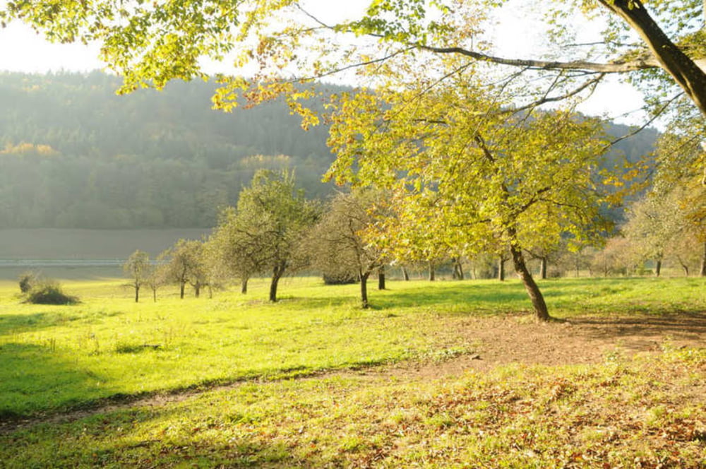 Dilsbergerhof 12km, schnelle Runde