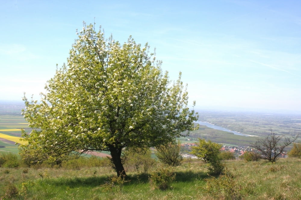 Hundsheimer Berge