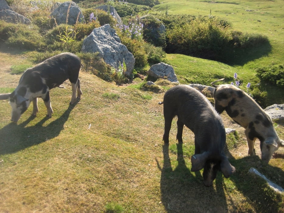 Plateau du Coscione: Ritt mit wilden Schweinen