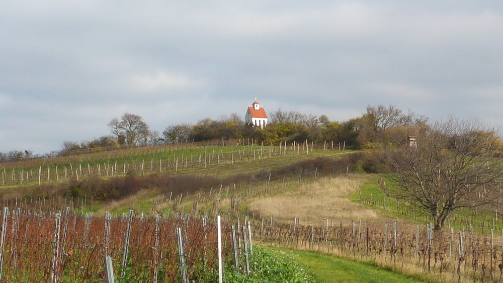 Weingartenwanderung