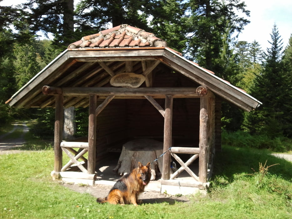 Goldstadt-Hunde-Tour: Von Enzklösterle nach Wildbad
