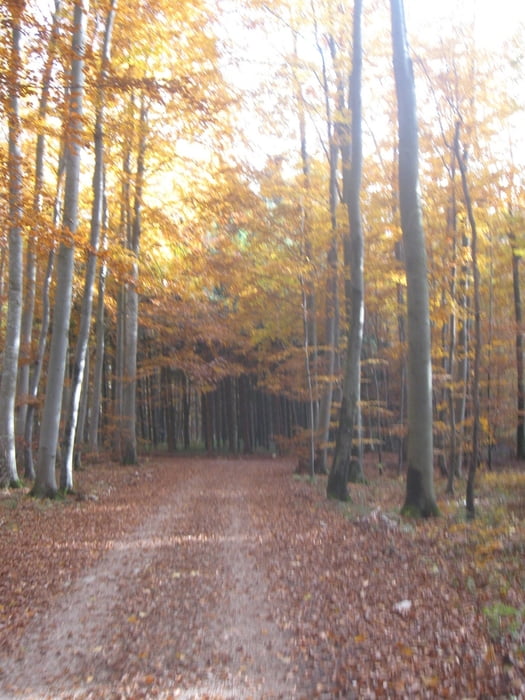 kleine Feierabendrunde auf Forst- und Radwegen