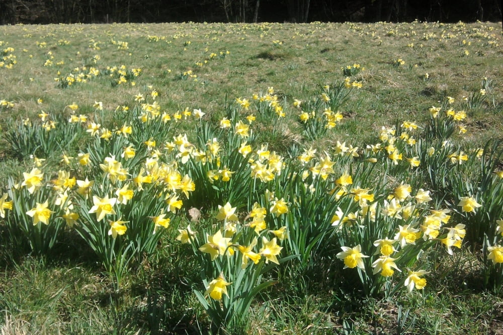 RW-Zerf-Narzissen-Mandern-Schillingen-Heckelbuschfelsen