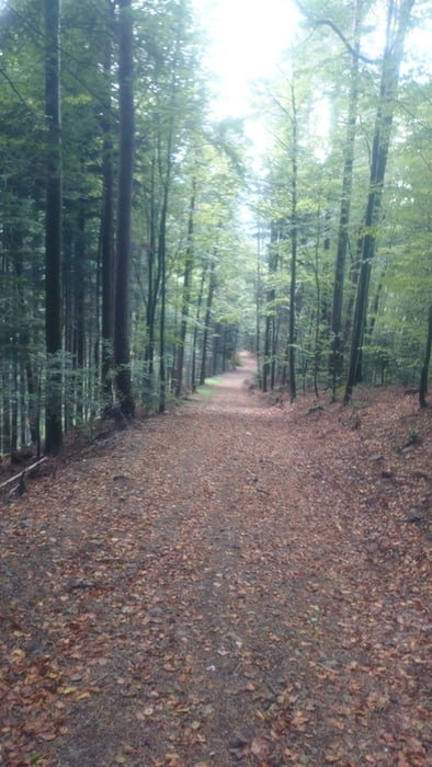 Rundwanderung Brandenkopf