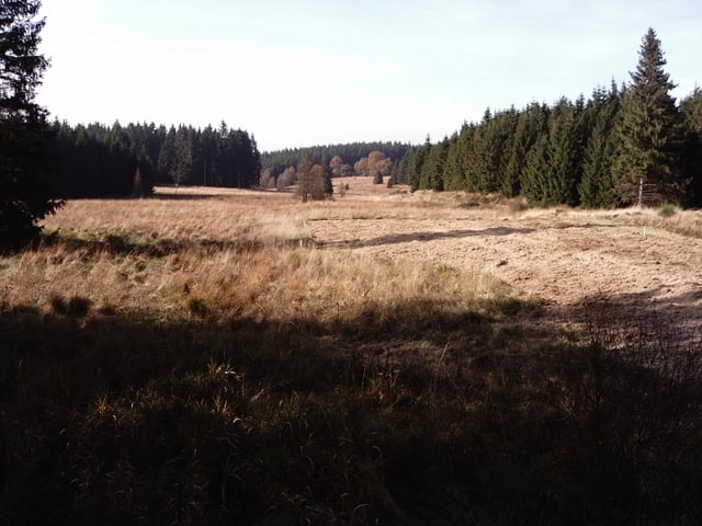 Waldspaziergang durchs Hohe Venn