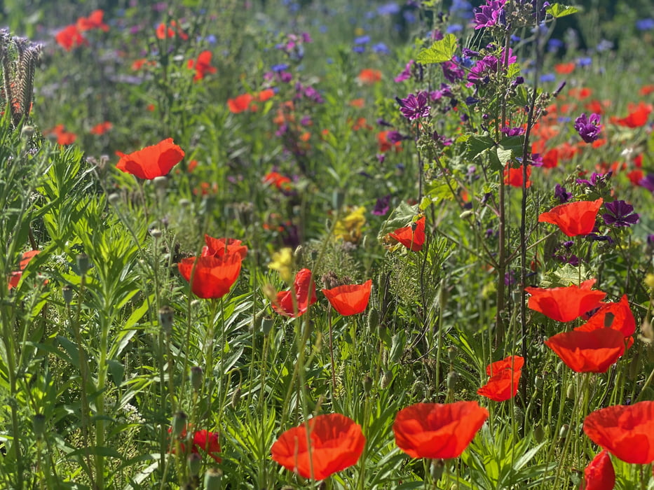 FLower-Power