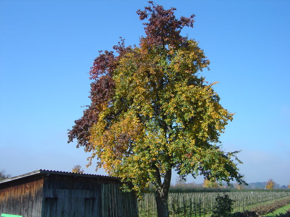 Am Argen und durch Obstwiesen