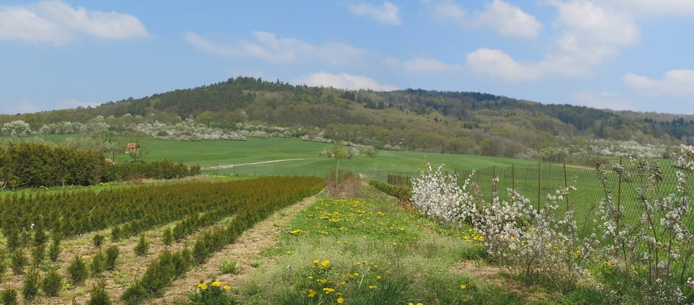 Wandern Franken: "KopfeichenLand"_Kopfeichen und Kirschblüte am Hetzles, Kreis Forchheim