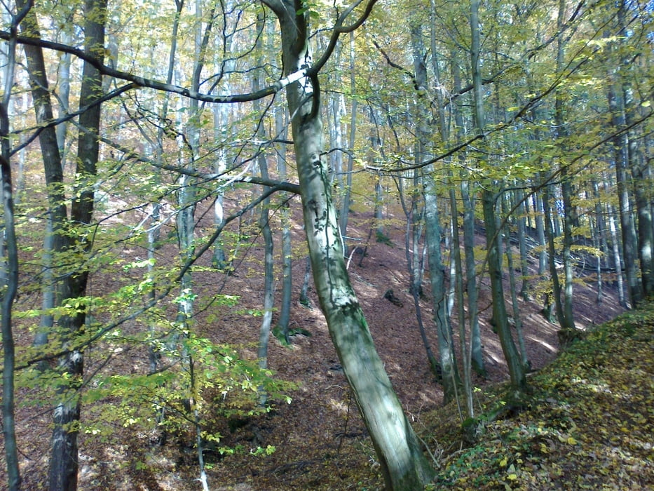 Effelsberg Hürnigskopf Liersbachtal