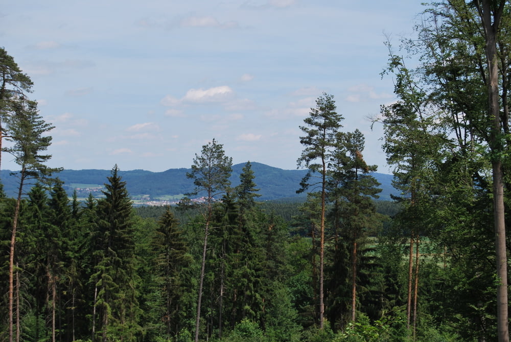 Nbg->Moritzberg->Frankenalp->Buchberg->Allersberg