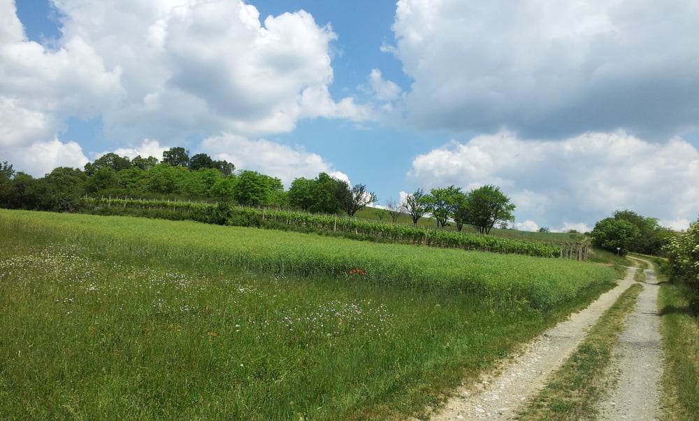 Rosalia