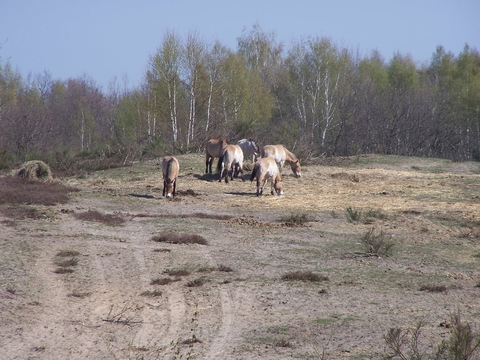 Döberitzer Heide - Rund um die Wildniszone