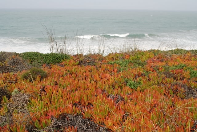 an der Westküste im Alentejo