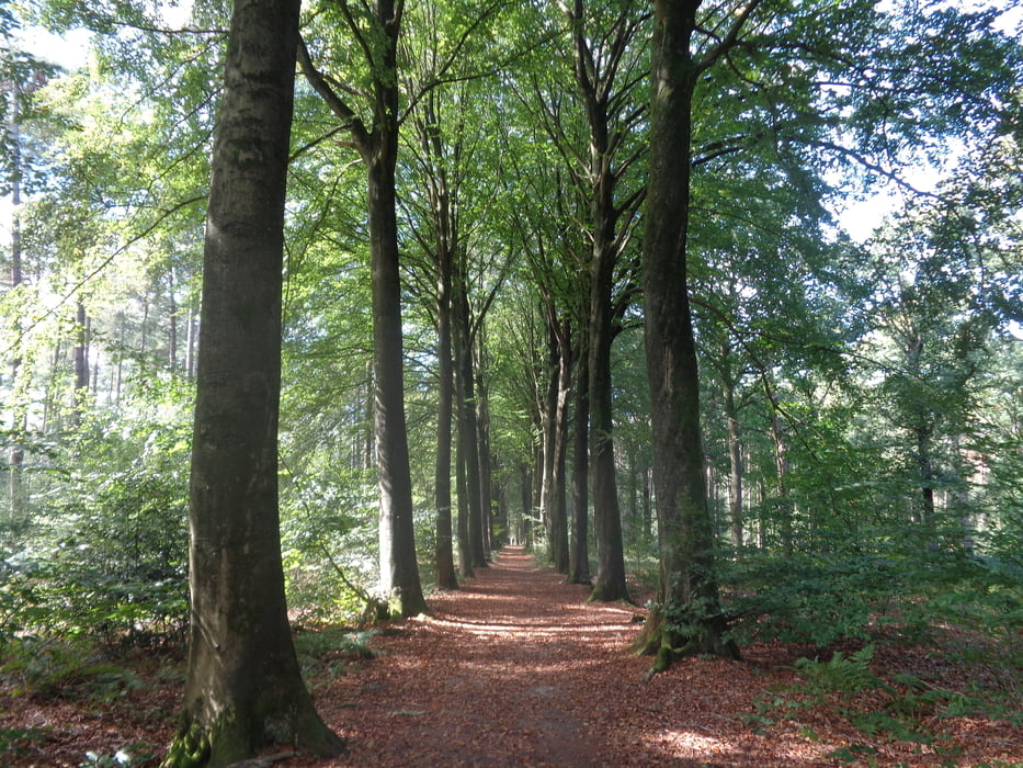 Bulskampveld