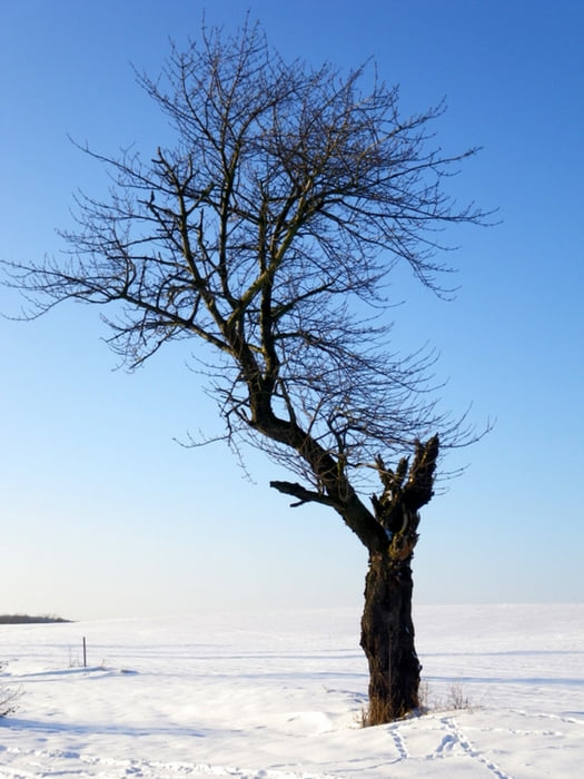 Hühndorf - kleine Schneeschuhtour