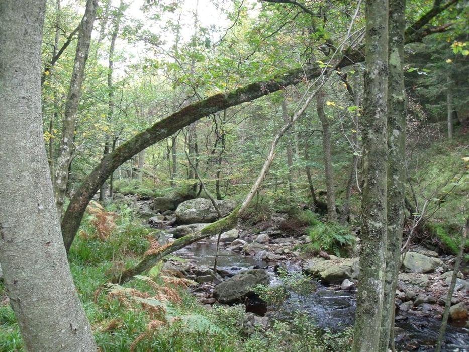 Schönberg-Bohlscheid-Amelscheid-Schönberg