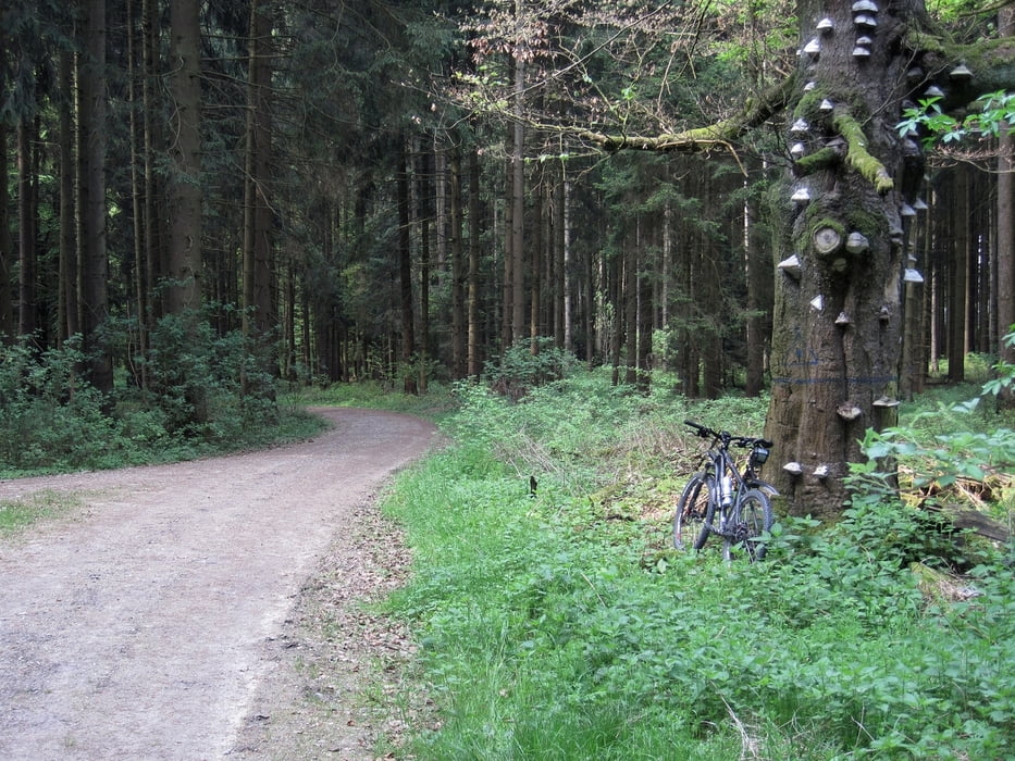 Durch Eurasburger Forst, Adelzhauser- und Hohenzeller- sowie Högelwald