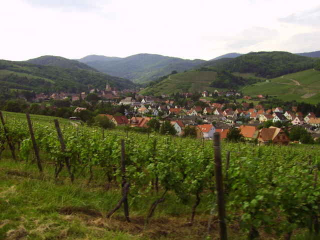 bei den elsässischen Winzern