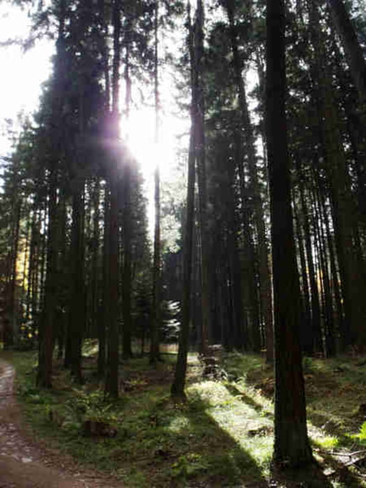 Alla ricerca dei colori del bosco