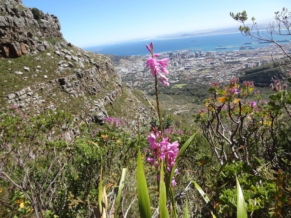 Platteklip Gorge Tafelberg/Table Mountain