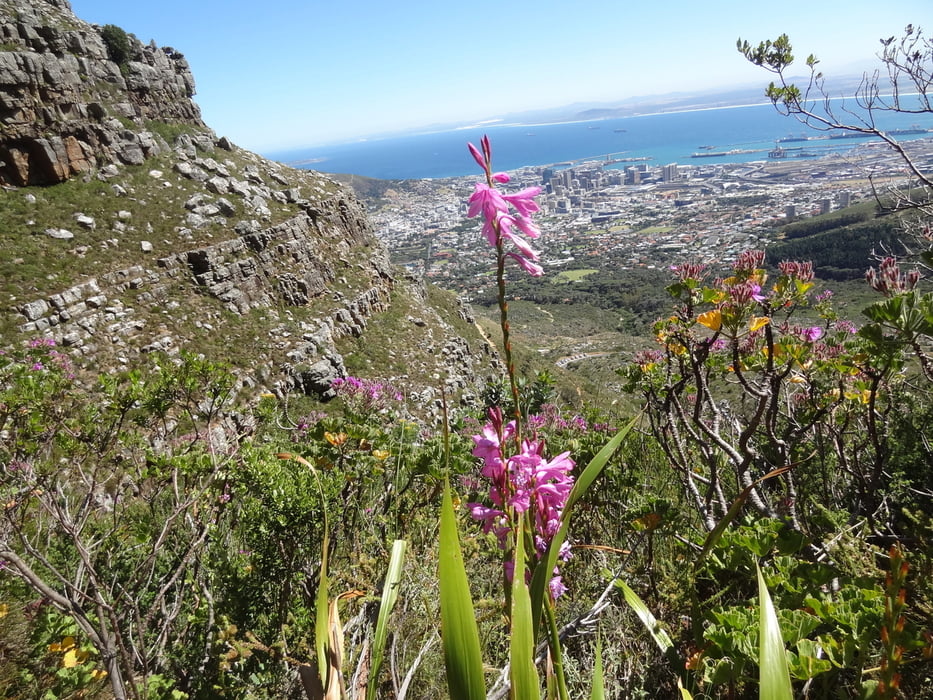 Platteklip Gorge Tafelberg/Table Mountain