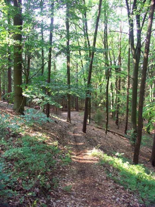 Reuther Wald