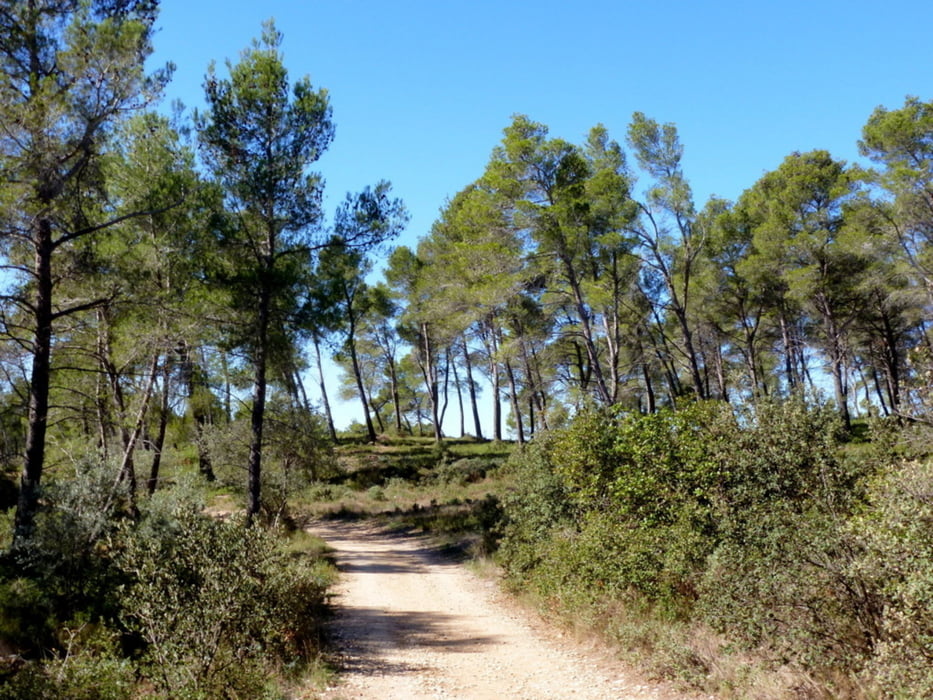 Von Maussane-les-Alpilles zur Mühle von Daudet bei Fontvieille, Rundwanderung