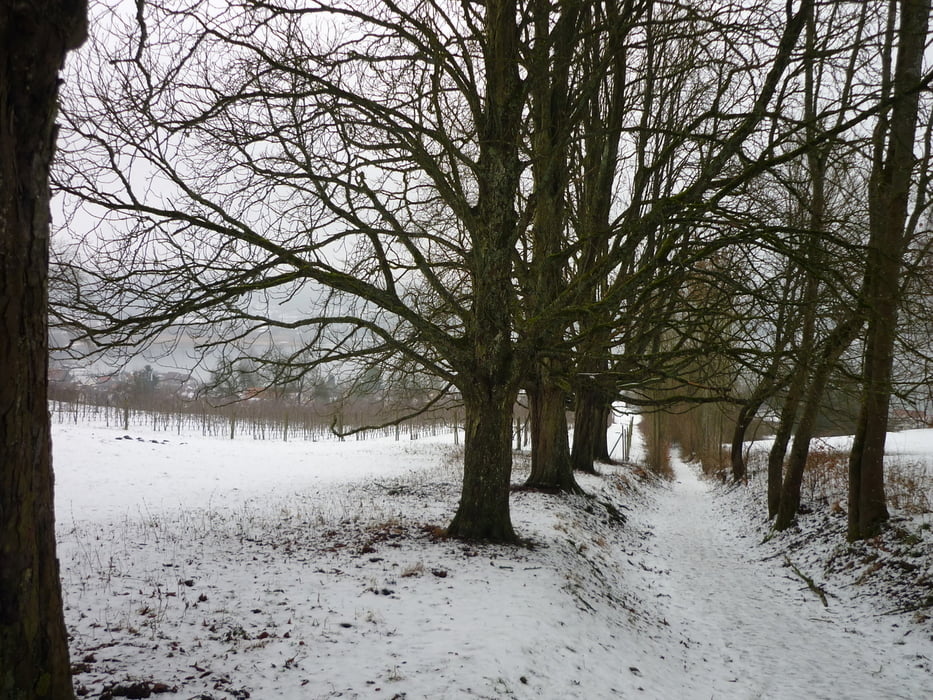Über den Bodenwald