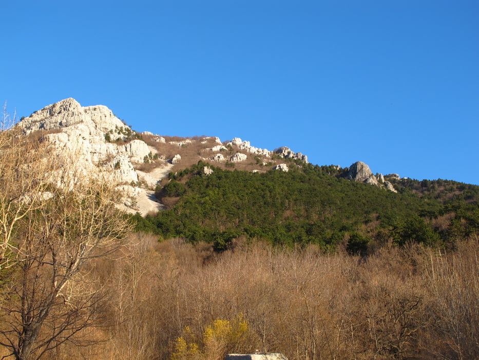 veliki modrasovec