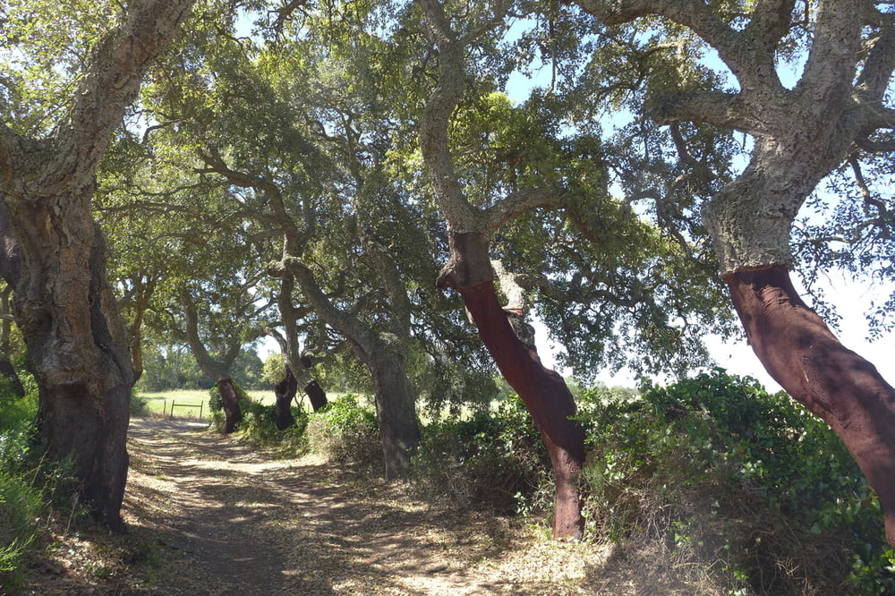 Rota Vicentina: Von Porto Covo nach Cercal do Alentejo