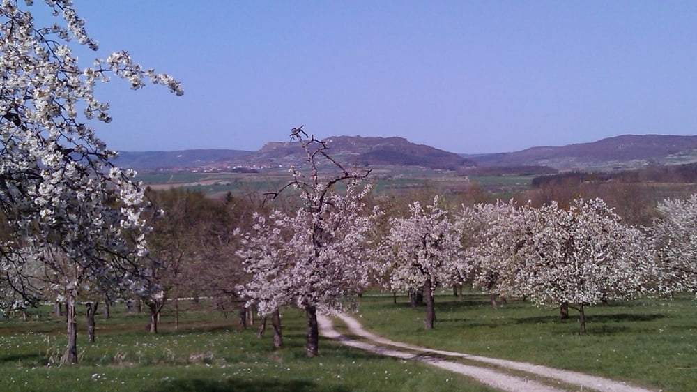 Wandern Franken: Kirschblüte-Spaziergang