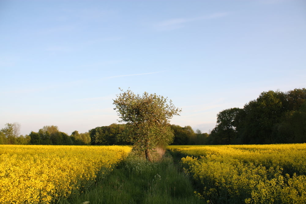 Soest-Münster