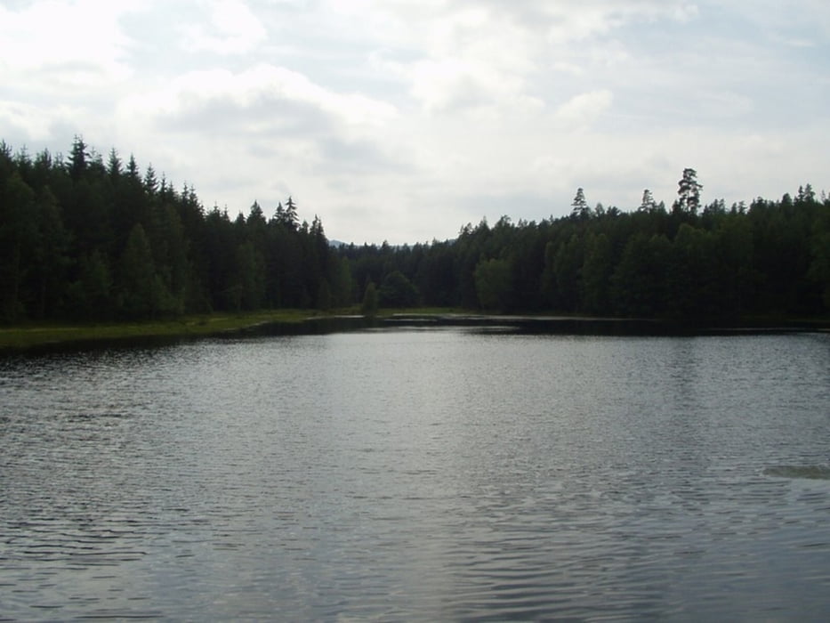 Plesna