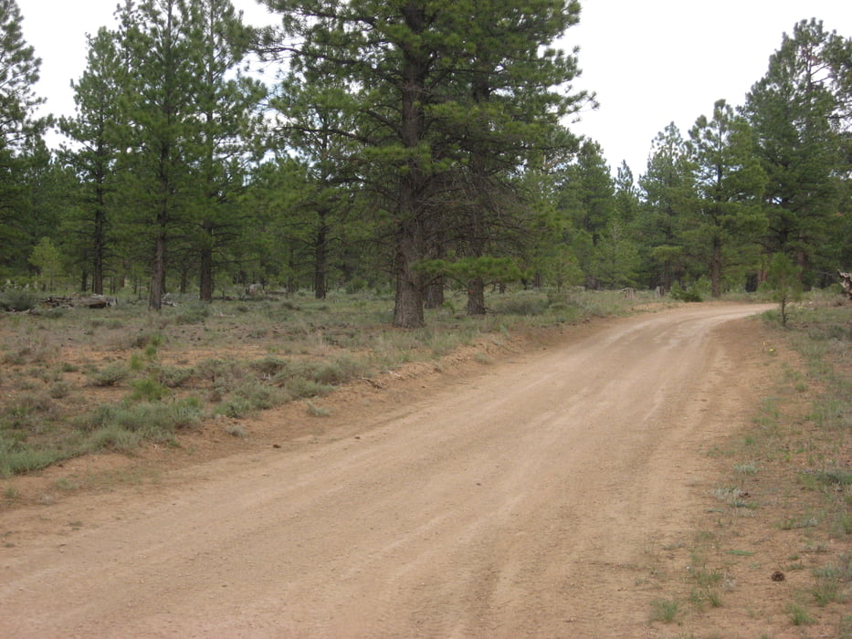 Dave's Hollow