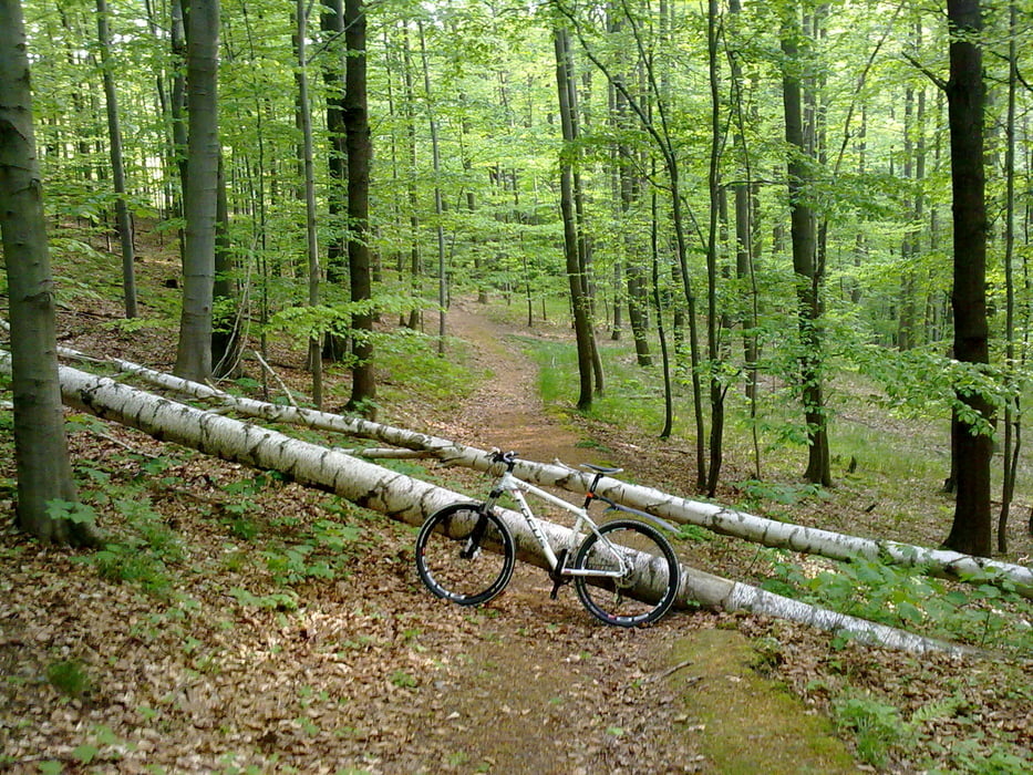 Gersdorfer Wald