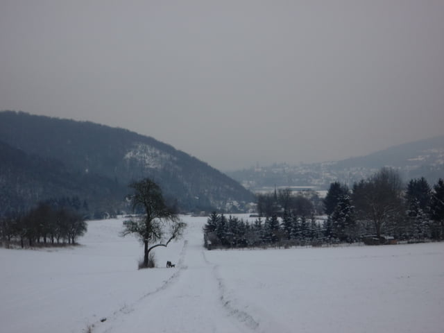 Winterwanderung bei Remagen