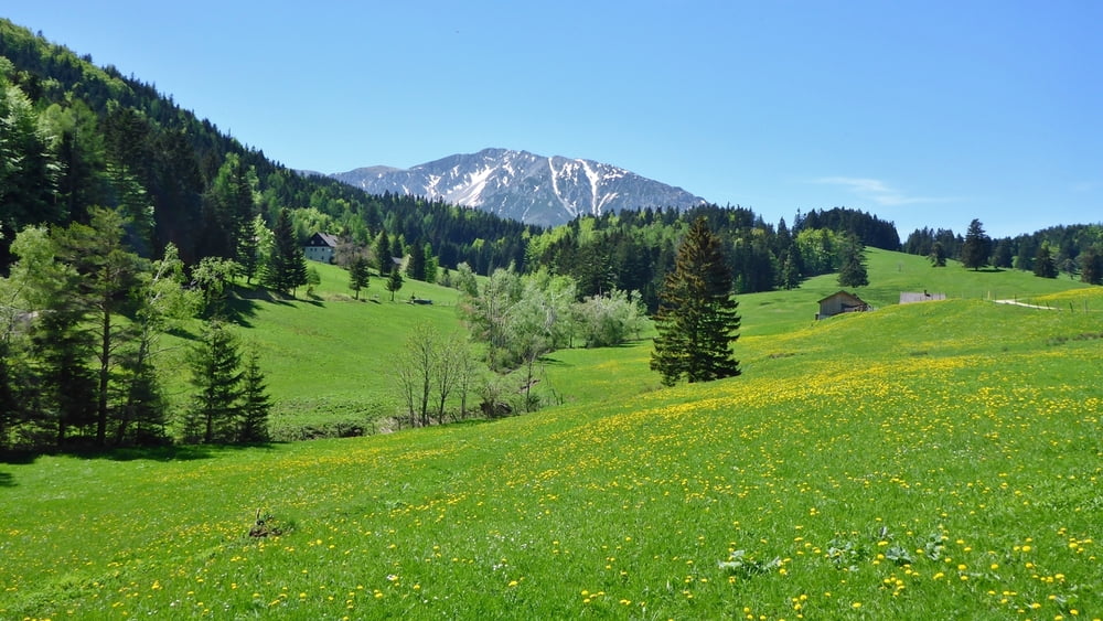 Mamauwiese