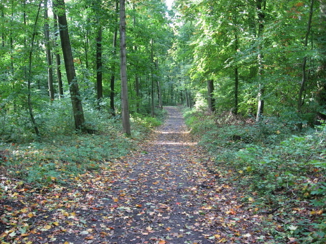 Hilsbach-Waldangelloch inkl. schönerm Single-Trail