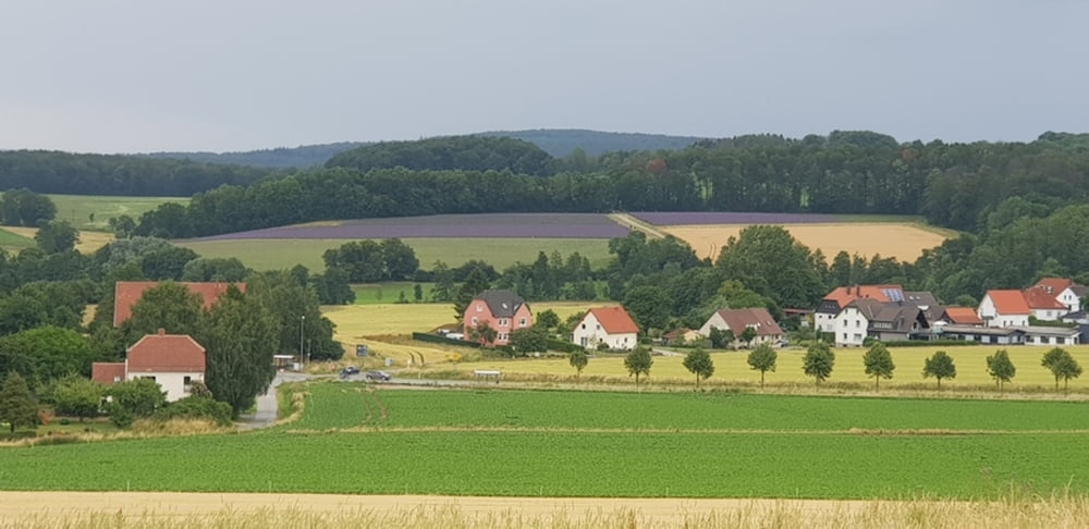 Zu den größten Lavendelfelder Deutschlands