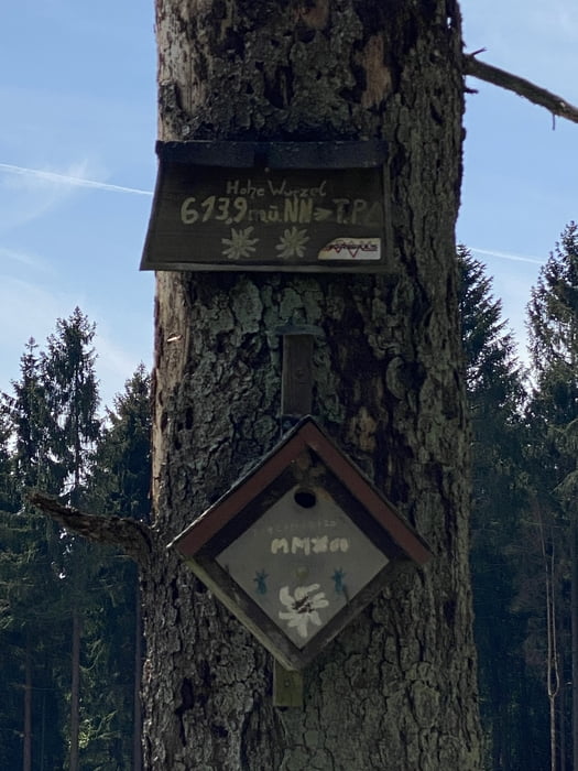 Taunusgewurzel