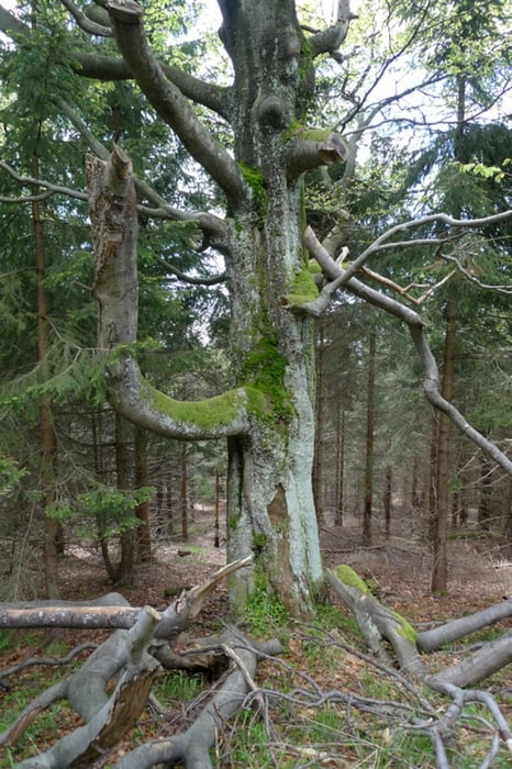 Przełęcz Puchaczówka - Czarna Góra - Żmijowiec - Przełęcz Puchaczówka