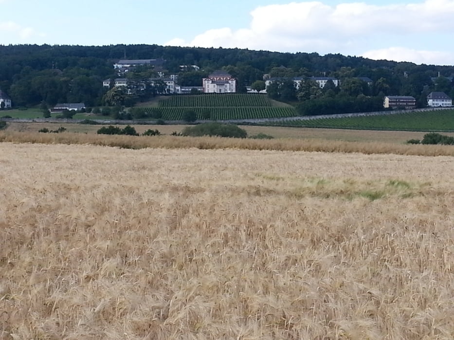 Eltville_KlosterEberbach_Schützenwiese_Zange_Steinberg_und_zurück