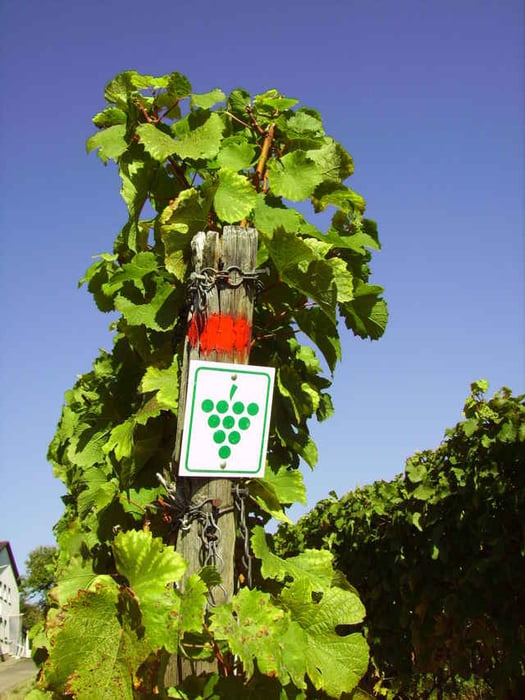 Herbst-Weinbergsbegehung        Weinpfad Pfalz
