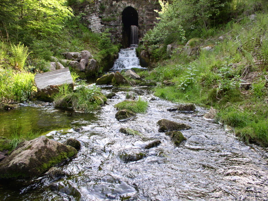 Urwald Bärlochkar