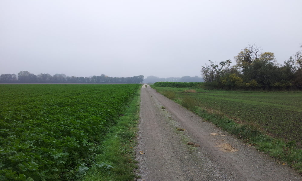 Münchendorf