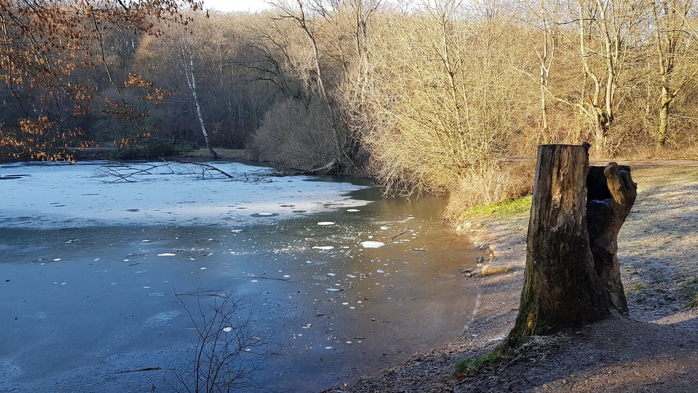 RW Trier Hundesportplatz Mariahof Mattheiser Wald Pfahlweiher