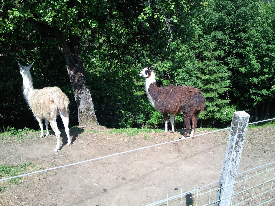 Rigelj - Ortnek - Velike Poljane - Žlebič - Ortneški grad - Rigelj