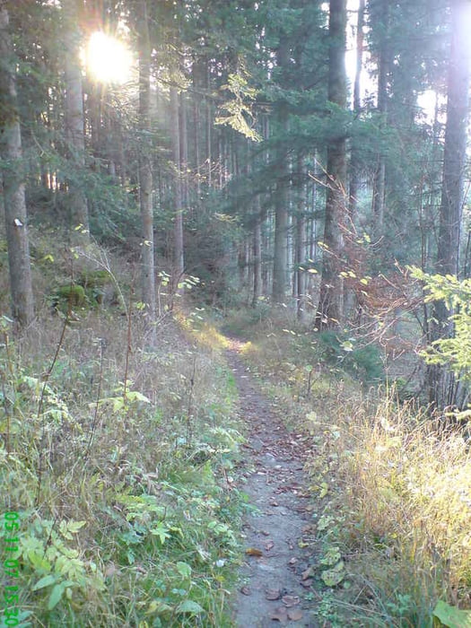 Aldinger + Aixheimer Waldrunde mit Trail