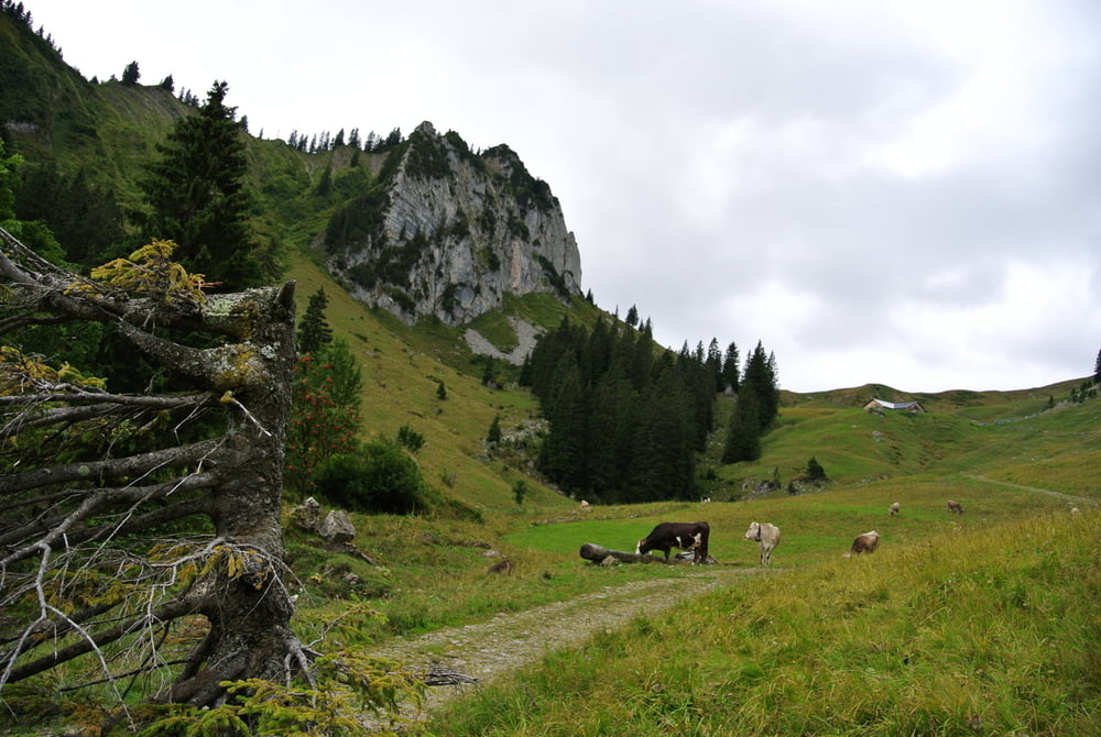 Bregenzer Wald Runde