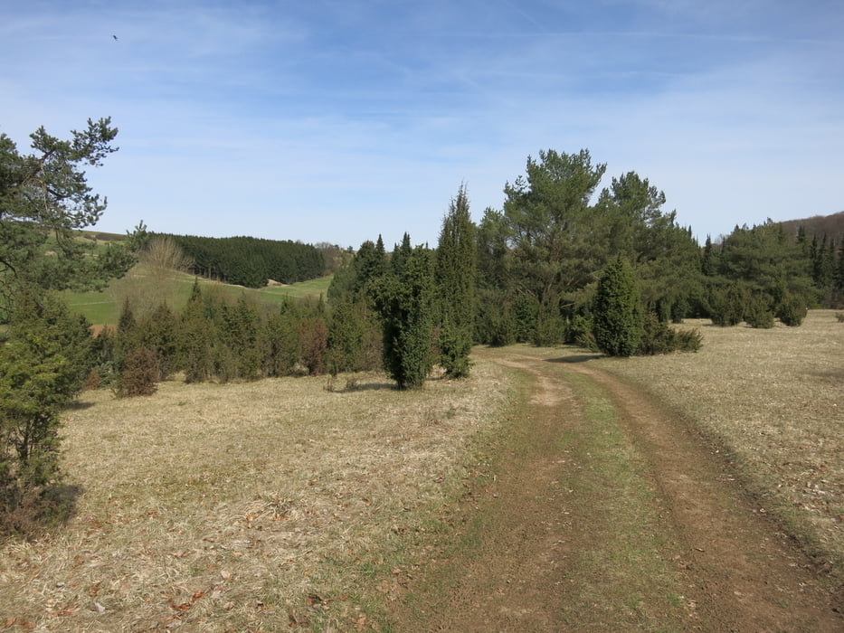 "Wachholderträume" in der Eifel